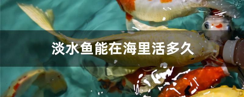 淡水魚能在海里活多久 眼斑魚 第1張