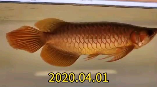 2020.04.01記錄 觀賞魚論壇 第1張