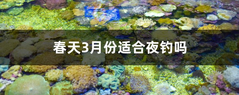 春天3月份適合夜釣嗎 海象魚 第1張