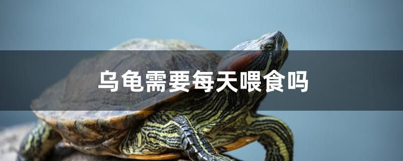 烏龜需要每天喂食嗎 朱巴利魚 第1張