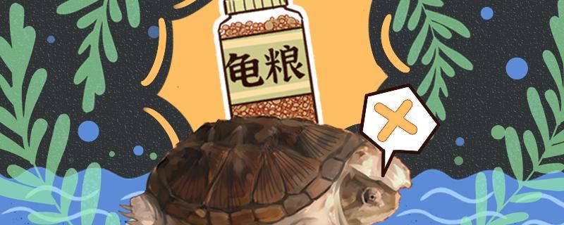 小鱷龜用什么缸養(yǎng)合適用多大的缸養(yǎng)合適 魚糧魚藥 第1張