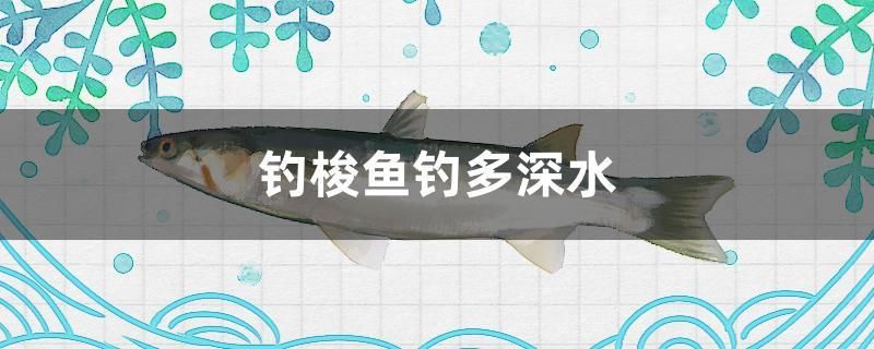 釣梭魚釣多深水