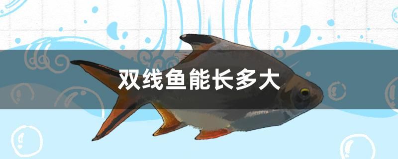 雙線魚能長(zhǎng)多大 委內(nèi)瑞拉奧里諾三間魚苗 第1張