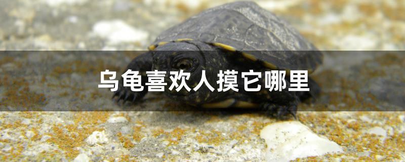 烏龜喜歡人摸它哪里