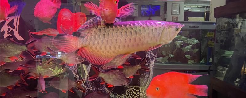 觀賞魚可以放生嗎放生要注意什么 紅龍魚魚糧飼料 第1張