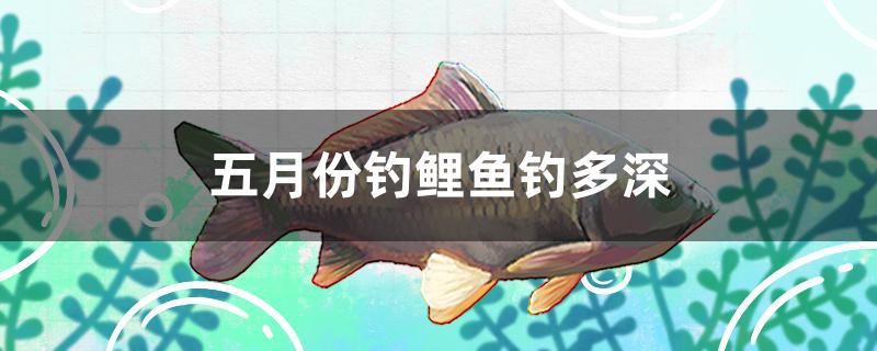 五月份釣鯉魚釣多深 朱巴利魚 第1張