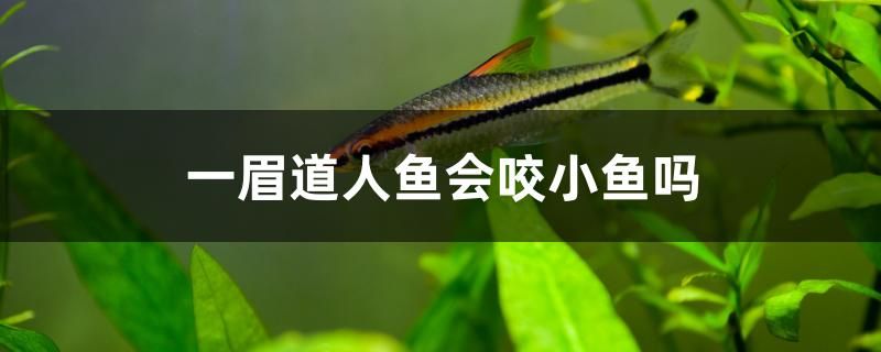 一眉道人魚會咬小魚嗎 粗線銀版魚苗 第1張