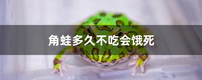 角蛙多久不吃會餓死 巴西亞魚 第1張