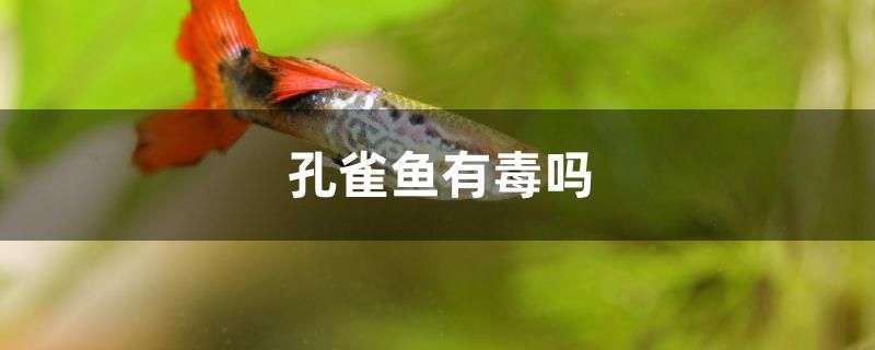 孔雀魚有毒嗎 三間鼠魚 第1張