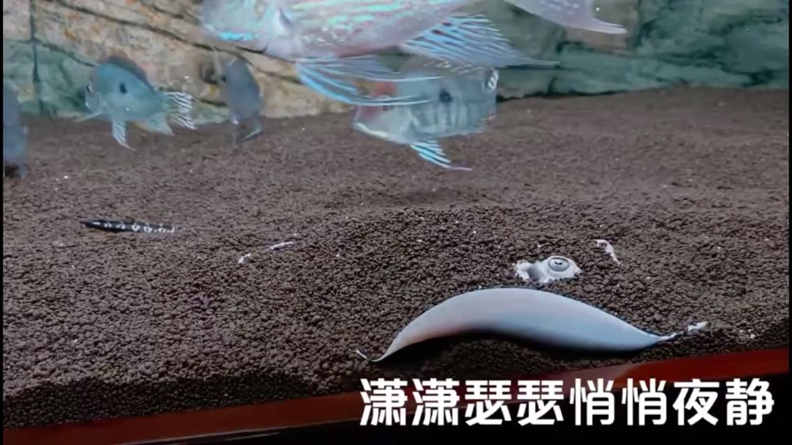 觀賞魚認識主人嗎圖片（ 觀賞魚鑒賞與飼養(yǎng)） 委內(nèi)瑞拉奧里諾三間魚