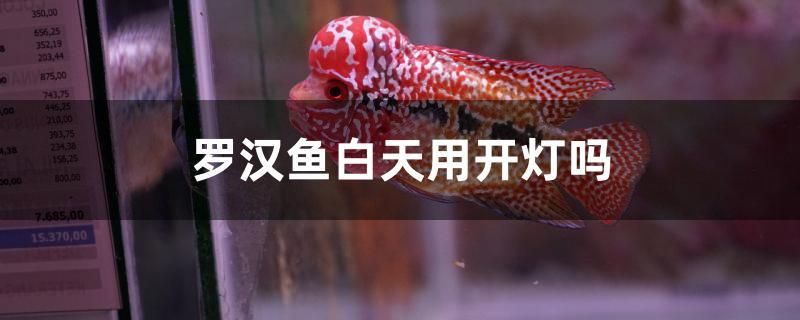 羅漢魚白天用開燈嗎