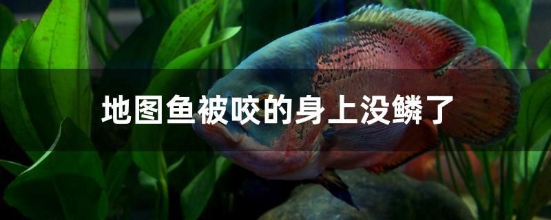 地圖魚被咬的身上沒(méi)鱗了 委內(nèi)瑞拉奧里諾三間魚 第1張