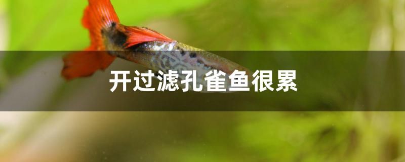 開過濾孔雀魚會很累嗎 海象魚 第1張