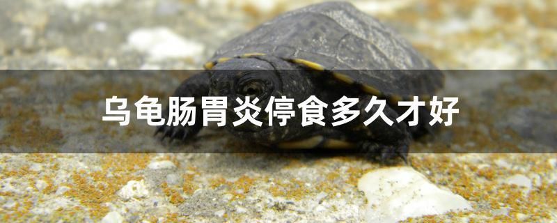 烏龜腸胃炎停食多久才好 觀賞魚飼料 第1張