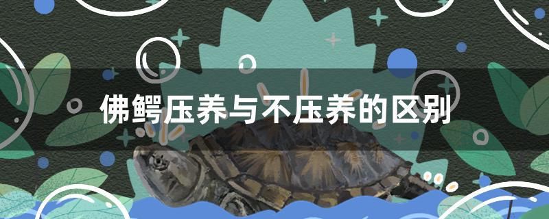 佛鱷壓養(yǎng)與不壓養(yǎng)的區(qū)別