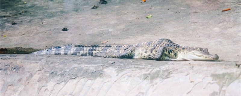 鱷魚在捕食時會流淚嗎為什么會流淚 元寶鳳凰魚百科 第1張