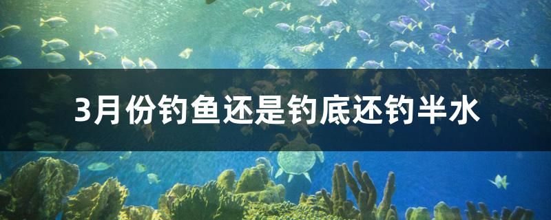 3月份釣魚還是釣底還釣半水