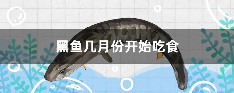 黑魚幾月份開始吃食 委內(nèi)瑞拉奧里諾三間魚 第1張