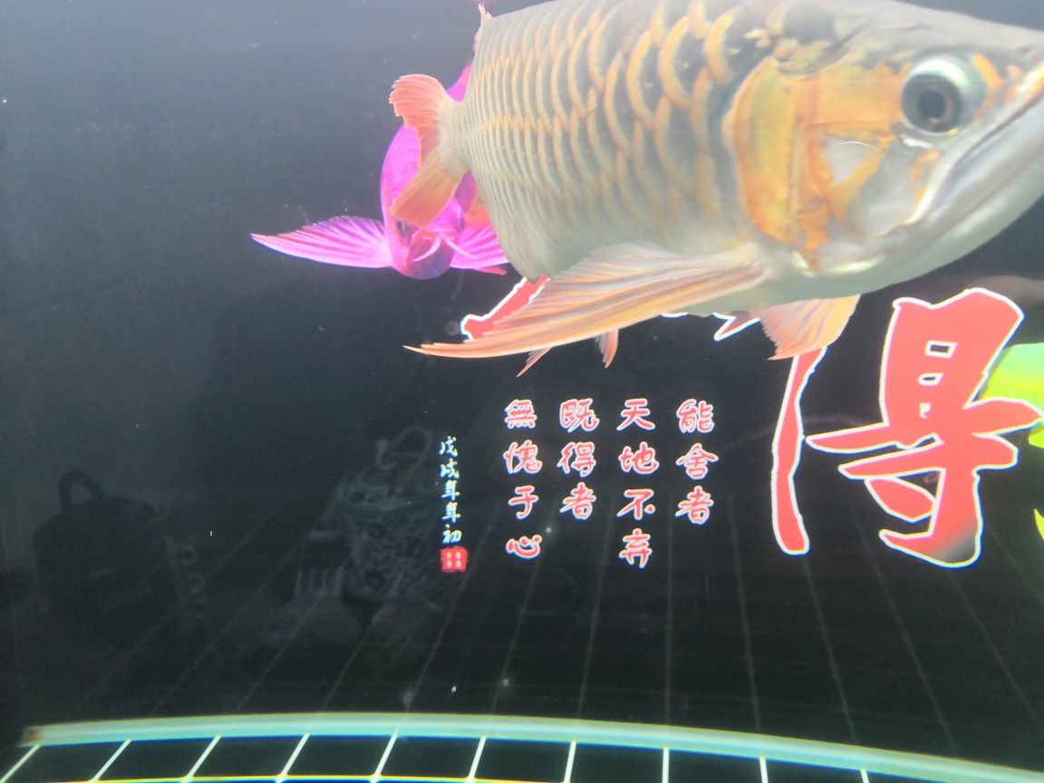 甲魚是魚類動物嗎怎么養(yǎng)殖