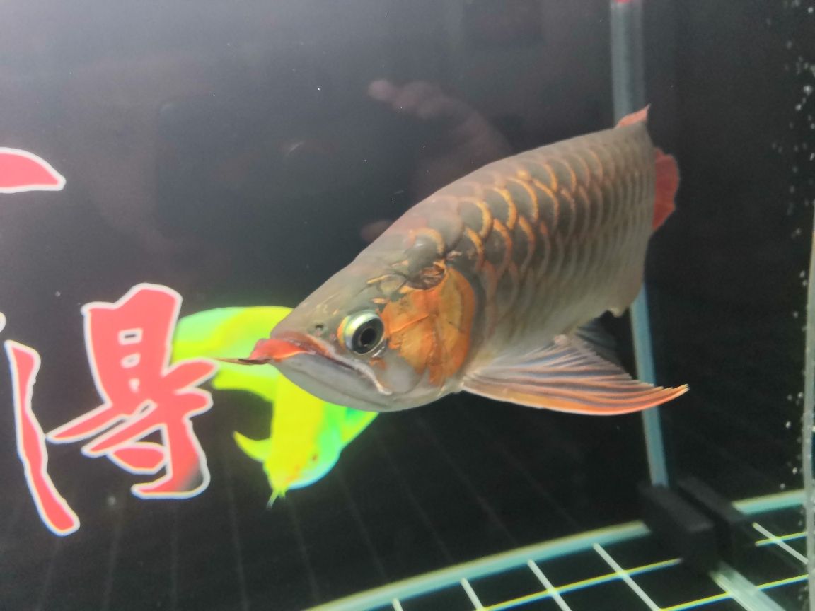 甲魚是魚類動物嗎怎么養(yǎng)殖