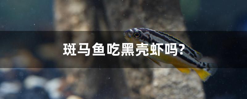 斑馬魚吃黑殼蝦嗎？ 羽毛刀魚苗 第1張