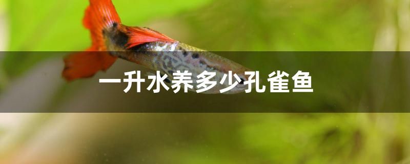 一升水養(yǎng)多少孔雀魚 海象魚 第1張