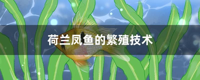 荷蘭鳳魚的繁殖技術(shù) 黃寬帶蝴蝶魚 第1張