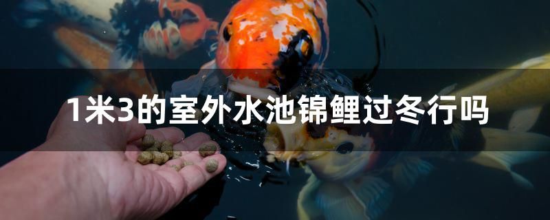 1米3的室外水池錦鯉過冬行嗎 海象魚 第1張