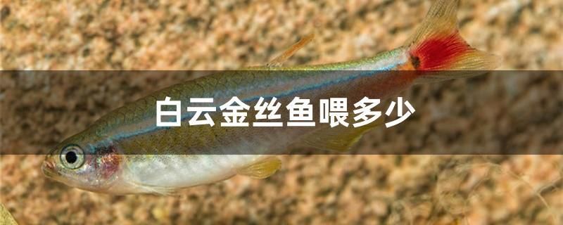 白云金絲魚喂多少 非洲象鼻魚 第1張