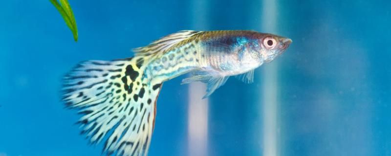 孔雀魚水溫15度會死嗎 觀賞魚飼料 第2張