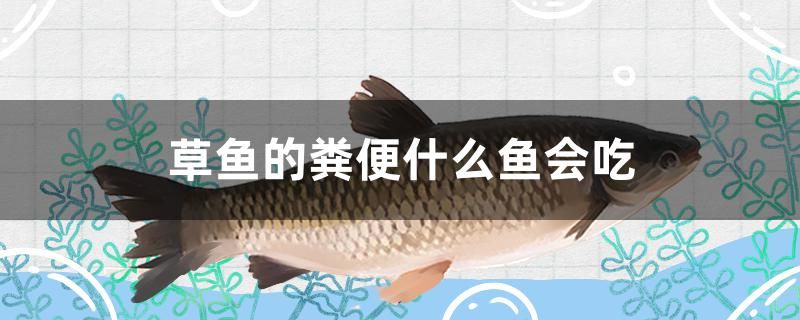 草魚的糞便什么魚會(huì)吃 三間鼠魚 第1張