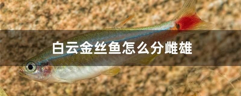 白云金絲魚怎么分雌雄 B級過背金龍魚 第1張