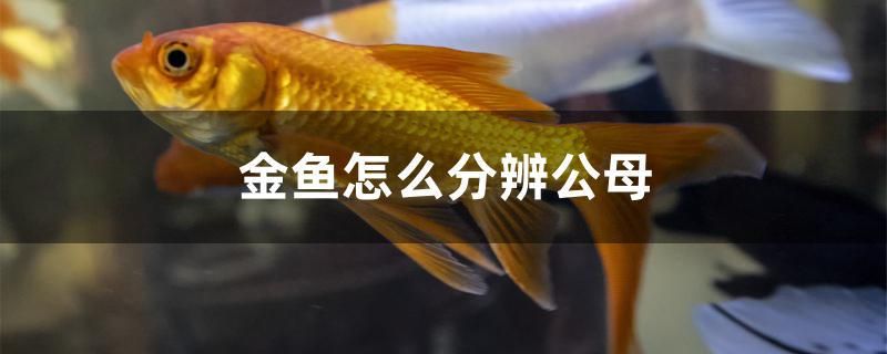 金魚怎么分辨公母 古典過背金龍魚 第1張