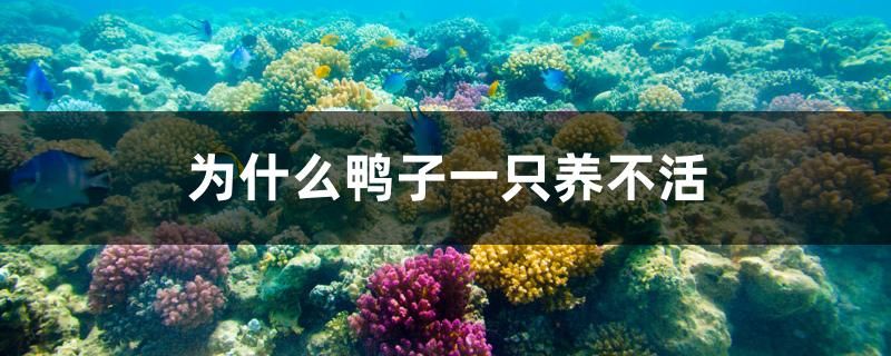 為什么鴨子一只養(yǎng)不活 白子銀龍魚苗 第1張