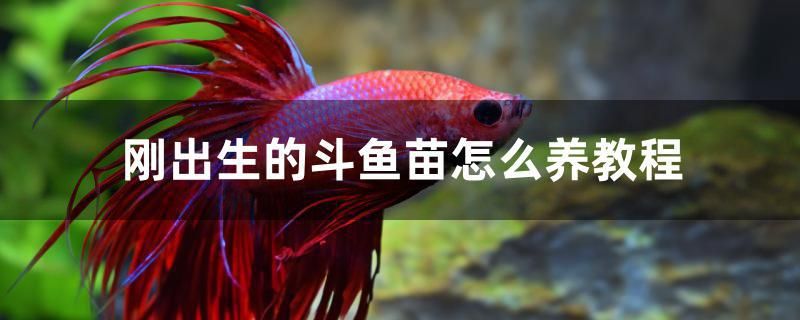 剛出生的斗魚苗怎么養(yǎng)教程 魟魚百科 第1張