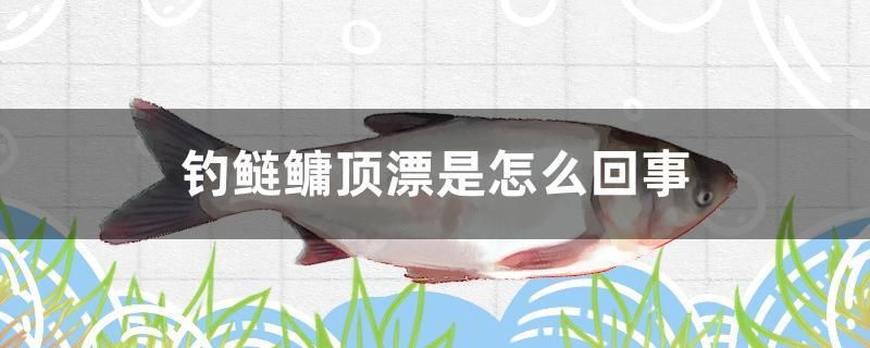 釣鰱鳙頂漂是怎么回事 虎斑恐龍魚(yú) 第1張