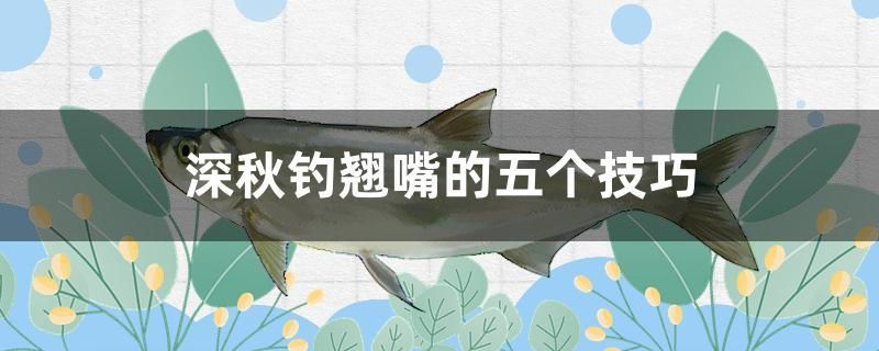 深秋釣翹嘴的五個技巧 福魟魟魚 第1張