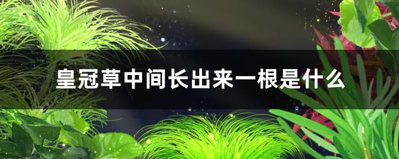 皇冠草中間長(zhǎng)出來(lái)一根是什么會(huì)開(kāi)花嗎 噴點(diǎn)菠蘿魚(yú) 第1張