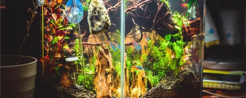 硝化菌加多了有害嗎放多了魚會死嗎 水族用品 第1張