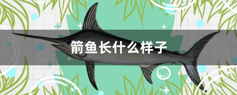 箭魚(yú)長(zhǎng)什么樣子