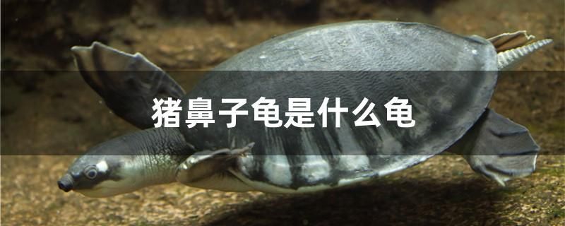 豬鼻子龜是什么龜 噴點菠蘿魚 第1張