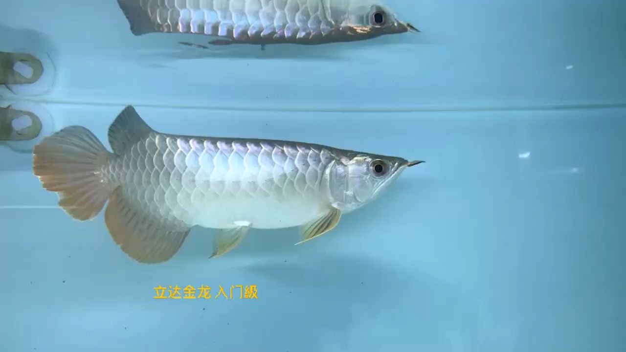 原始金龍中的極品 觀(guān)賞魚(yú)論壇 第1張