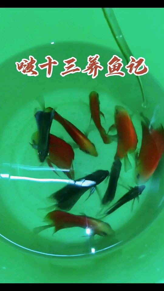 七彩神仙剛到家，學(xué)習(xí)養(yǎng)七彩神仙 觀賞魚(yú)論壇 第1張