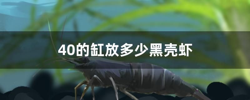 40的缸放多少黑殼蝦 鴨嘴鯊魚 第1張