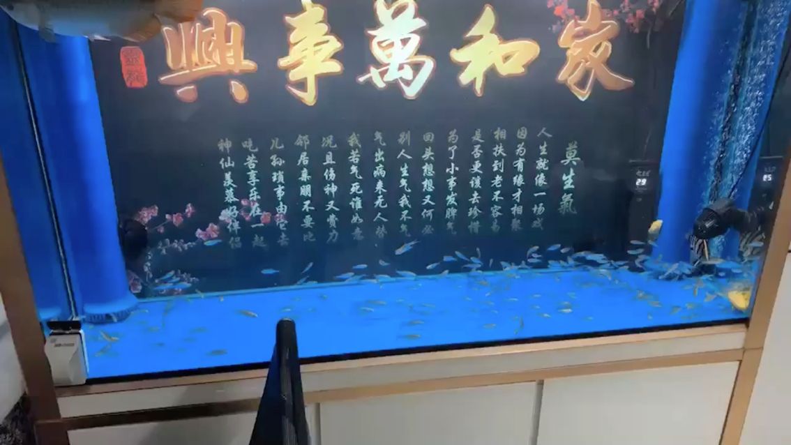 猜猜能吃多少天 觀賞魚論壇 第1張