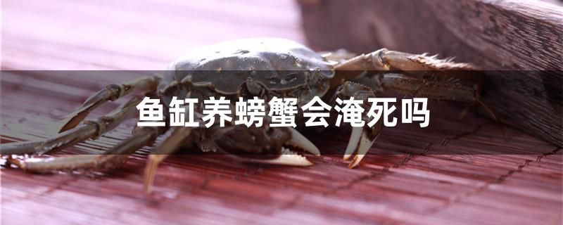 魚缸養(yǎng)螃蟹會淹死嗎 元寶鯽 第1張