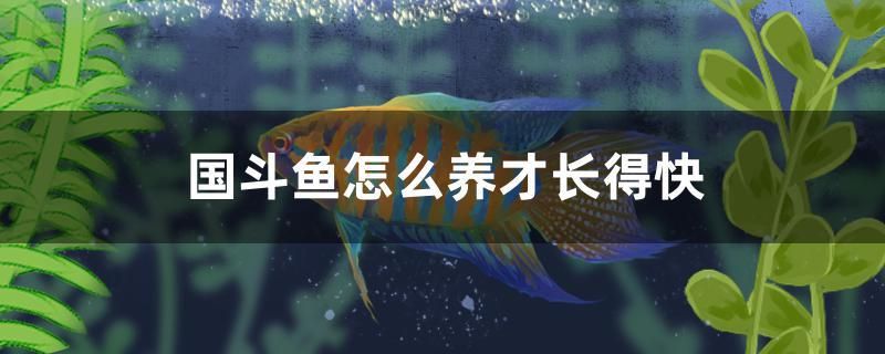 國斗魚怎么養(yǎng)才長得快 黃金河虎魚 第1張