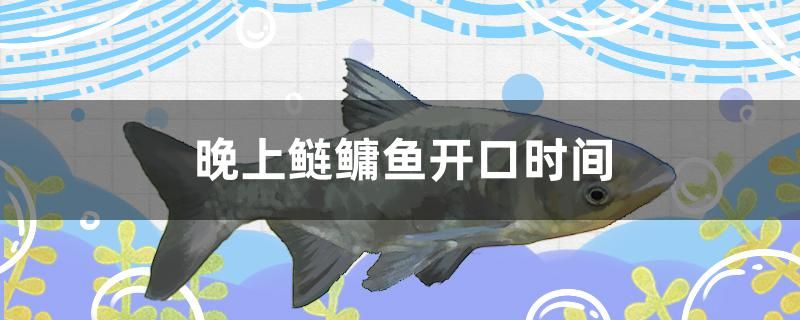 晚上鰱鳙魚(yú)開(kāi)口時(shí)間是什么時(shí)候 白化火箭魚(yú) 第1張