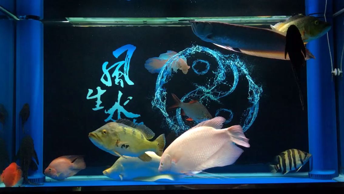 自家魚(yú)缸轉(zhuǎn)讓500元違法嗎怎么處理（家里的魚(yú)缸可以轉(zhuǎn)賣嗎） 其他品牌魚(yú)缸