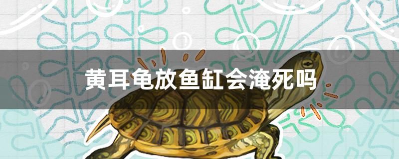 黃耳龜放魚缸會(huì)淹死嗎 月光鴨嘴魚 第1張